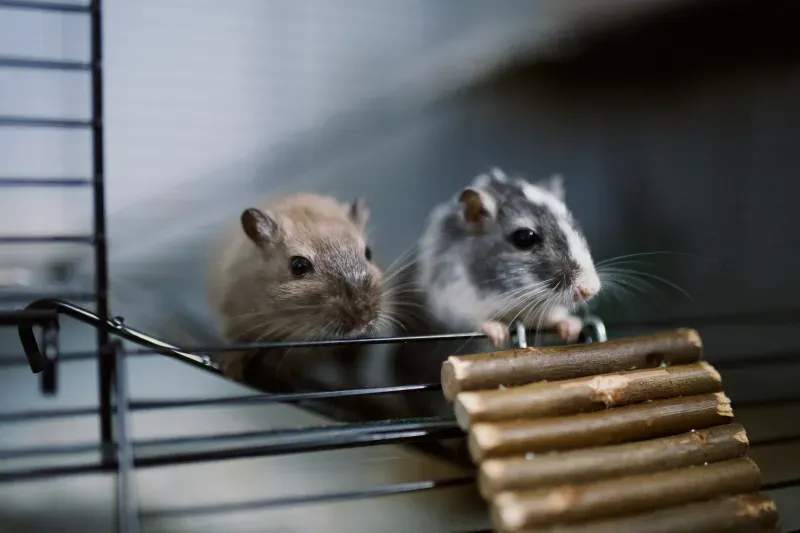 リピーター向け提案の強化で飼育サポートを充実